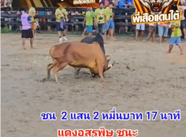 คลิปวัวชนย้อนหลัง ผลการชน ดุกด้างเพชรสามเหลี่ยม (ลูกเต็นท์) VS  แดงอสรพิษ (จาโก้ย)