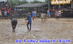 คลิปวัวชนย้อนหลัง ผลการชน ดุกด้างเทพประทานชัย (ดำลูกเดียว) VS ลังสาดเพชรรุ่งเรือง