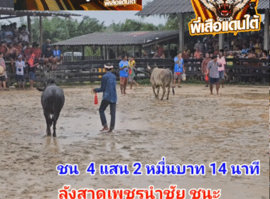 คลิปวัวชนย้อนหลัง ผลการชน ดุกด้างเทพประทานชัย (ดำลูกเดียว) VS ลังสาดเพชรรุ่งเรือง
