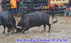 คลิปวัวชนย้อนหลัง ผลการชน ดุกด้างแซมนำทรัพย์จอมราวี  VS นิลงามโคราชา (อ้ายสายฟ้า)