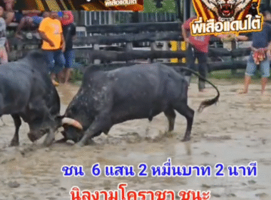 คลิปวัวชนย้อนหลัง ผลการชน ดุกด้างแซมนำทรัพย์จอมราวี  VS นิลงามโคราชา (อ้ายสายฟ้า)