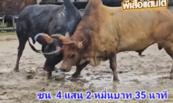 คลิปวัวชนย้อนหลัง ผลการชน ลังสาดเพชรทองคำ (อ้ายรักเกียรติ) VS ดุกด้างแซมเพชรแซมซั่น (บักแซม)
