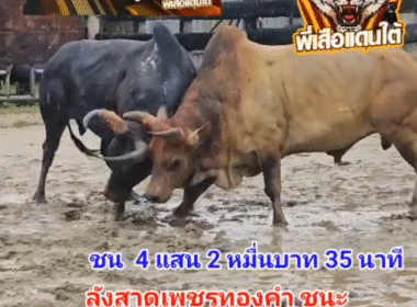 คลิปวัวชนย้อนหลัง ผลการชน ลังสาดเพชรทองคำ (อ้ายรักเกียรติ) VS ดุกด้างแซมเพชรแซมซั่น (บักแซม)