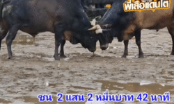 คลิปวัวชนย้อนหลัง ผลการชน โหนดจอมขวัญดาราชัยขวัญใจน้องอันดา (สามชาย) VS ลังสาดจงอางไฟ