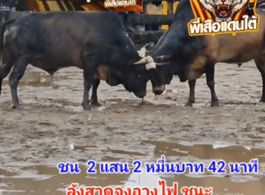 คลิปวัวชนย้อนหลัง ผลการชน โหนดจอมขวัญดาราชัยขวัญใจน้องอันดา (สามชาย) VS ลังสาดจงอางไฟ