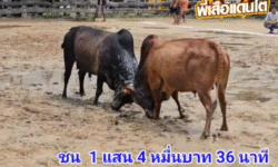 คลิปวัวชนย้อนหลัง ผลการชน โคโหนดขุนเดชยอดเกรียงไกร (ท่านด้วน)  VS โคแดงมาใหม่เพชรมังกร