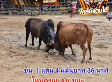 คลิปวัวชนย้อนหลัง ผลการชน โคโหนดขุนเดชยอดเกรียงไกร (ท่านด้วน)  VS โคแดงมาใหม่เพชรมังกร