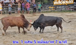 คลิปวัวชนย้อนหลัง ผลการชน โคดุกด้างอัสสุริยะ (สเน่ห์รัก)  VS  โคแดงงามยอดชัย (อ้ายเก้าทรัพย์)