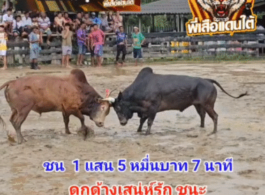 คลิปวัวชนย้อนหลัง ผลการชน โคดุกด้างอัสสุริยะ (สเน่ห์รัก) VS โคแดงงามยอดชัย (อ้ายเก้าทรัพย์)