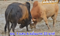 คลิปวัวชนย้อนหลัง ผลการชน โคโหนดสุดรักพยัคฆ์เกรียงไกร (ไฟป่า)  VS โคขาวงามปัณณวิชญ์ (ท่านจ้ง99)