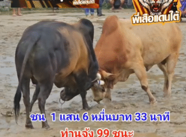 คลิปวัวชนย้อนหลัง ผลการชน โคโหนดสุดรักพยัคฆ์เกรียงไกร (ไฟป่า)  VS โคขาวงามปัณณวิชญ์ (ท่านจ้ง99)