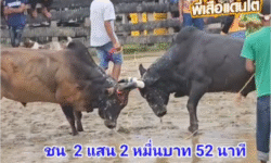 คลิปวัวชนย้อนหลัง ผลการชน โคโหนดเจริญทรัพย์คู่บารมีนำชัย (อ้ายเสือน้อน้อย)  VS โคดุกด้างยอดบัณฑิต (อ้ายควายท่าส้ม)