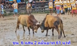 คลิปวัวชนย้อนหลัง ผลการชน โคลังสาดปราบปรามเล็ก (เจ้าธันวา) VS โคลังสาดพันลำจอมพลัง (พันลำ)