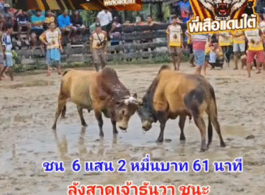 คลิปวัวชนย้อนหลัง ผลการชน โคลังสาดปราบปรามเล็ก (เจ้าธันวา) VS โคลังสาดพันลำจอมพลัง (พันลำ)