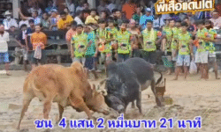 คลิปวัวชนย้อนหลัง ผลการชน โคนิลงามเพชรสยาม  VS โคแดงงามเพชรชูชัยขวัญใจเรือบิน (อ้ายวันเวย์)