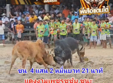คลิปวัวชนย้อนหลัง ผลการชน โคนิลงามเพชรสยาม  VS โคแดงงามเพชรชูชัยขวัญใจเรือบิน (อ้ายวันเวย์)