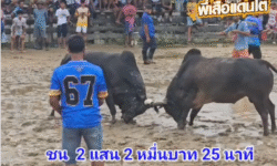 คลิปวัวชนย้อนหลัง ผลการชน โคโหนดโกวิทย์พิชิตชัย  VS  โคโหนดเสือดำคู่บารมี (อ้ายเสือ)