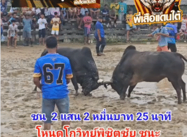 คลิปวัวชนย้อนหลัง ผลการชน โคโหนดโกวิทย์พิชิตชัย  VS  โคโหนดเสือดำคู่บารมี (อ้ายเสือ)