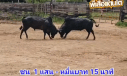 คลิปวัวชนย้อนหลัง ผลการชน โหนดงามปิยะราษฎ์ชาติพยัคฆ์ (ไอ้ลูกทุ่ง) VS โคดุกด้างชาตินักรบ (ไอ้นักรบ)