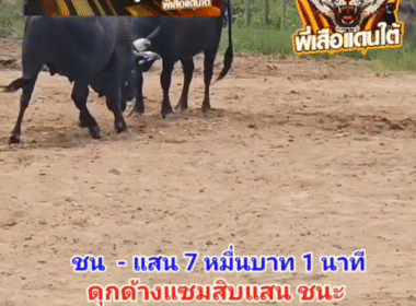 คลิปวัวชนย้อนหลัง ผลการชน ดุกด้างแซมสิบแสนแสนราชสีห์มีสมบัติ (ไอ้คุณนาย) VS โหนดเกียรติชัยไชโย