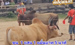 คลิปวัวชนย้อนหลัง ผลการชน ลันดาแดงม้าเหล็ก VS ขาวโพธิ์เงินล้านวิชา (ขาวเฉยๆ)