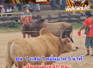 คลิปวัวชนย้อนหลัง ผลการชน ลันดาแดงม้าเหล็ก VS ขาวโพธิ์เงินล้านวิชา (ขาวเฉยๆ)
