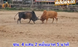 คลิปวัวชนย้อนหลัง ผลการชน โหนดปราบปลื้ม (ท่านปลื้ม)  VS ขาวงามราชสีห์สิงโตทอง (2520)