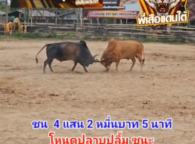 คลิปวัวชนย้อนหลัง ผลการชน โหนดปราบปลื้ม (ท่านปลื้ม)  VS ขาวงามราชสีห์สิงโตทอง (2520)