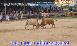 คลิปวัวชนย้อนหลัง ผลการชน ขาวเทวา VS ลังสาดงามเก้าล้านเล็ก