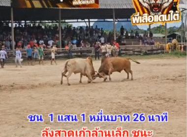 คลิปวัวชนย้อนหลัง ผลการชน ขาวเทวา VS ลังสาดงามเก้าล้านเล็ก