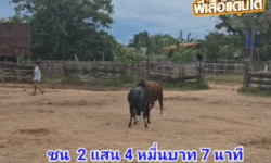 คลิปวัวชนย้อนหลัง ผลการชน คุกด้างจิระกิจเทพนิมิตพิชิตชัย (ท่านกลาก) VS แดงพยัคฆ์เล็ก (การยาง)