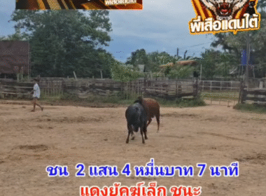 คลิปวัวชนย้อนหลัง ผลการชน คุกด้างจิระกิจเทพนิมิตพิชิตชัย (ท่านกลาก) VS แดงพยัคฆ์เล็ก (การยาง)