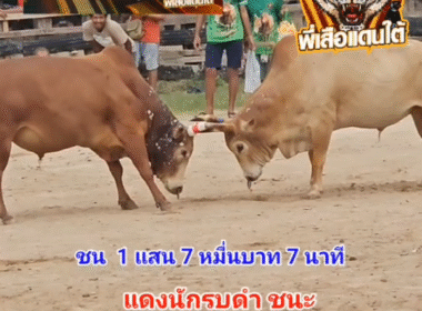 คลิปวัวชนย้อนหลัง ผลการชน ขาวยอดขุนพล (ไอ้หล่อ) VS แดงงามคมพยัคฆ์พิทักษ์ป่า (นักรบดำ)