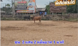 คลิปวัวชนย้อนหลัง ผลการชน ดุกด้างโชคประทาน (ปืน) VS แดงหลักเมือง (จุดพิฆาต)