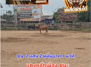 คลิปวัวชนย้อนหลัง ผลการชน ดุกด้างโชคประทาน (ปืน) VS แดงหลักเมือง (จุดพิฆาต)