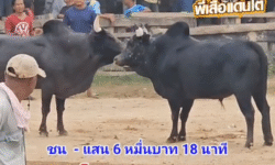 ึคลิปวัวชนย้อนหลัง ผลการชน โหนดดำด่า VS โหนดลูกพ่อ
