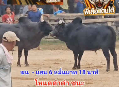 ึคลิปวัวชนย้อนหลัง ผลการชน โหนดดำด่า VS โหนดลูกพ่อ