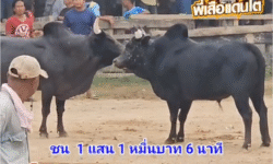 คลิปวัวชนย้อนหลัง ผลการชน แดงงามล้านวิชา  VS โหนดหลังขาวยอดบัญฑิตพิชิตชัย (ลูกงู)