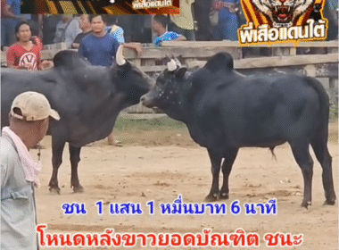 คลิปวัวชนย้อนหลัง ผลการชน แดงงามล้านวิชา  VS โหนดหลังขาวยอดบัญฑิตพิชิตชัย (ลูกงู)