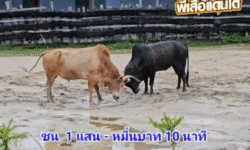 คลิปวัวชนย้อนหลัง ผลการชน โคโหนดเมฆขาวดาวซัลโว (มอมแมม) VS โคขาวงามเสือน้อยร้อยลีลา