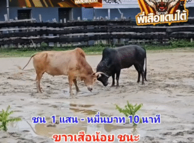 คลิปวัวชนย้อนหลัง ผลการชน โคโหนดเมฆขาวดาวซัลโว (มอมแมม) VS โคขาวงามเสือน้อยร้อยลีลา