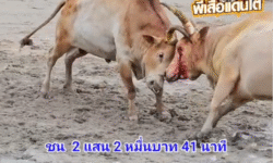 คลิปวัวชนย้อนหลัง ผลการชน โคขาวงามยอดทีเด็ดเพชรนรสิงห์ (อ้ายหยก)  VS โคขาวก้องฟ้าดาราชัย (ลิลลี่)