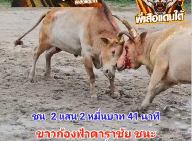คลิปวัวชนย้อนหลัง ผลการชน โคขาวงามยอดทีเด็ดเพชรนรสิงห์ (อ้ายหยก)  VS โคขาวก้องฟ้าดาราชัย (ลิลลี่)