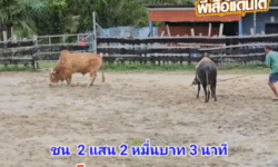 คลิปวัวชนย้อนหลัง ผลการชน โคแดจงามโชคชัยยอดกตัญญู (เพชรสัมท่าคลอง)  VS โคโหนดงามนักล่าขนตางอน (ไอ้หัวแดง)