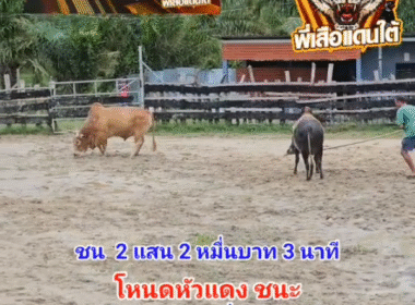 คลิปวัวชนย้อนหลัง ผลการชน โคแดจงามโชคชัยยอดกตัญญู (เพชรสัมท่าคลอง)  VS โคโหนดงามนักล่าขนตางอน (ไอ้หัวแดง)