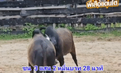 คลิปวัวชนย้อนหลัง ผลการชน โคดุกด้างงามเพชรทรนง (เม็ดพริก)  VS โคโหนดธัญสิริ (ไอ้หล่อหลังโรงเรียน)