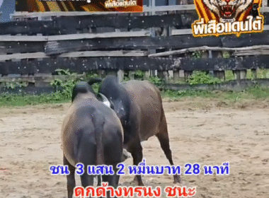 คลิปวัวชนย้อนหลัง ผลการชน โคดุกด้างงามเพชรทรนง (เม็ดพริก)  VS โคโหนดธัญสิริ (ไอ้หล่อหลังโรงเรียน)