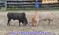 คลิปวัวชนย้อนหลัง ผลการชน โคขาวลูกทวดสิงห์เสริมทรัพย์ (ไอ้ขาว)  VS โคโหนดแสนรักพยัคฆ์แสนเหลี่ยม (เก้าแกจัด)