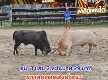 คลิปวัวชนย้อนหลัง ผลการชน โคขาวลูกทวดสิงห์เสริมทรัพย์ (ไอ้ขาว) VS โคโหนดแสนรักพยัคฆ์แสนเหลี่ยม (เก้าแกจัด)