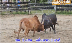 คลิปวัวชนย้อนหลัง ผลการชน โคโหนดทางหลวง (ท่านพูล)  VS โคแดงแชมป์เปี้ยน